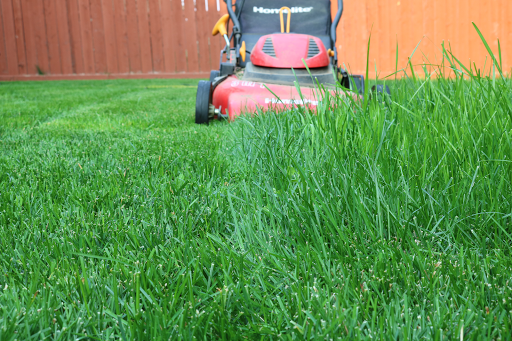 Magenta Progreen Landscape