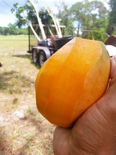 Golf Club «Meadowood Golf and Tennis Club», reviews and photos, 9425 Meadowood Dr, Fort Pierce, FL 34951, USA