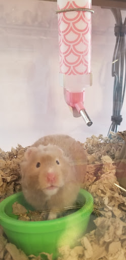 Pet Supply Store «Pet Supplies Plus», reviews and photos, 1240 Seminole Trail, Charlottesville, VA 22901, USA