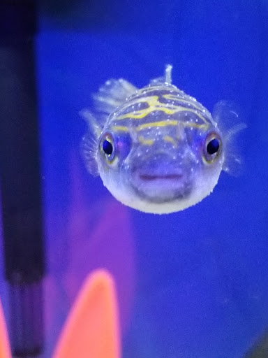 Pet Supply Store «Pet Supplies Plus», reviews and photos, 646 Long Hill Rd, Groton, CT 06340, USA