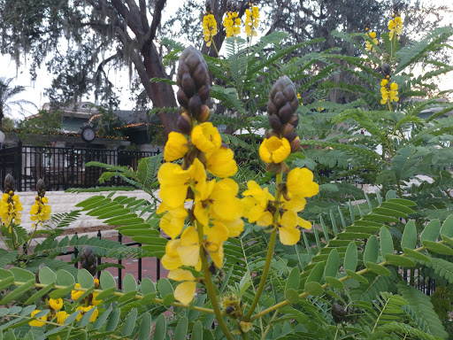 Park «Donnelly Park», reviews and photos, 530 N Donnelly St, Mt Dora, FL 32757, USA