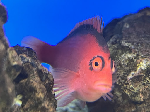 Pet Supply Store «Petco Animal Supplies», reviews and photos, 3055 N President George Bush Hwy, Garland, TX 75040, USA