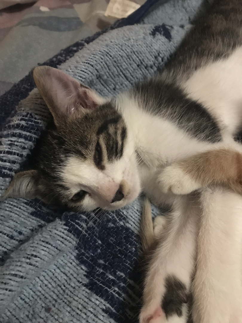Eastland Orphan Kitten Rescue
