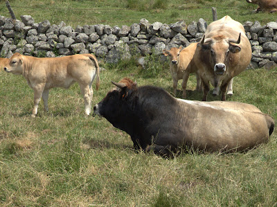 GIE Race Aubrac - Génétique et reproducteurs bovins à Saint-Chély-d'Aubrac