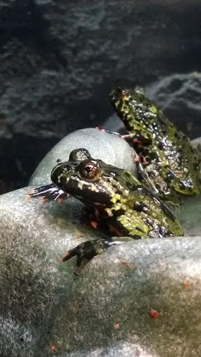 Pet Supply Store «Petco Animal Supplies», reviews and photos, 5994 Montana Ave, El Paso, TX 79925, USA