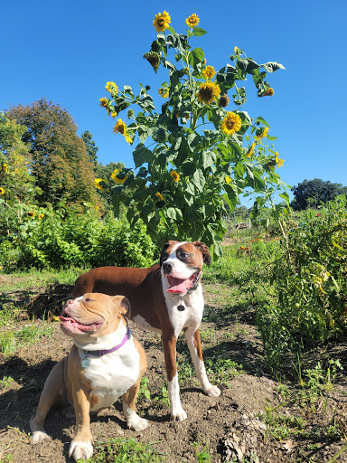 Dog Park «Danvers Dog Park», reviews and photos, 29 Ingersoll St, Danvers, MA 01923, USA