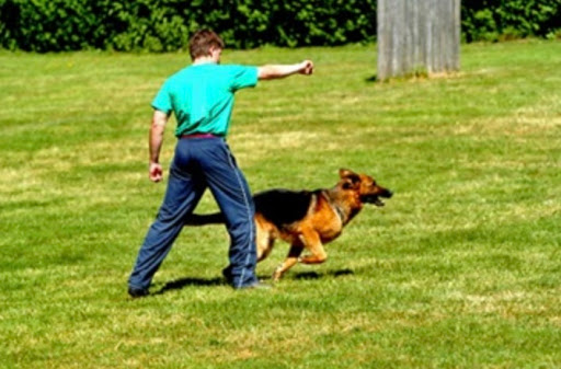 Blue Ribbon K9 Dog Training Center
