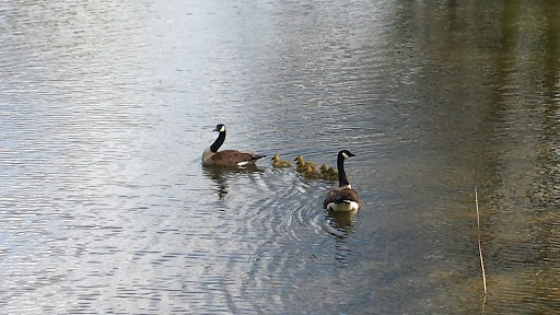 Golf Course «Reston National Golf Course», reviews and photos, 11875 Sunrise Valley Dr, Reston, VA 20191, USA