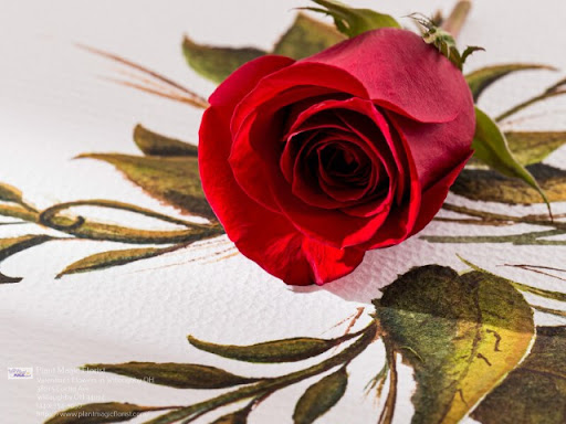 Florist «Plant Magic Florist», reviews and photos, 38015 Euclid Ave, Willoughby, OH 44094, USA