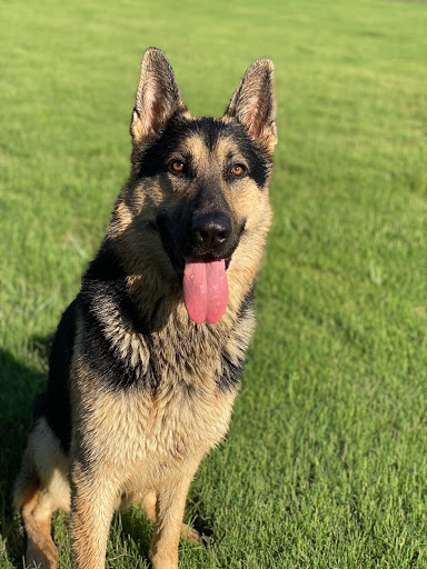 Kennel «Pet Galaxy», reviews and photos, 13060 US-281, Spring Branch, TX 78070, USA