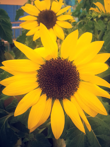 Supermarket «ALDI», reviews and photos, 1645 E Kearney St, Springfield, MO 65803, USA