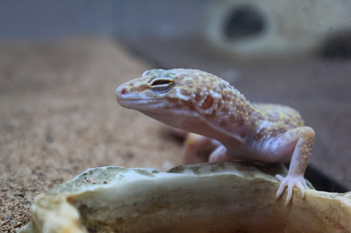 Pet Store «Pet Suppliers», reviews and photos, 2825 E Highland Rd, Highland Charter Twp, MI 48356, USA