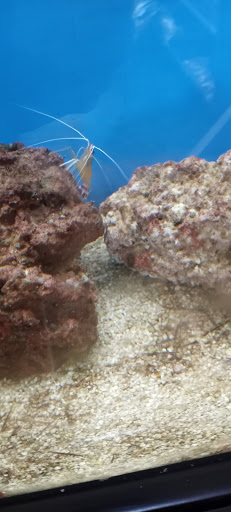 Pet Supply Store «Petco Animal Supplies», reviews and photos, 1150 El Camino Real #167, San Bruno, CA 94066, USA