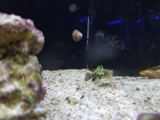 Tropical Fish Store «Stormborn Reef», reviews and photos, 2955 Enterprise Rd #108, DeBary, FL 32713, USA