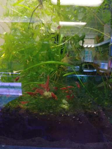 Pet Store «D D Fish & Pets», reviews and photos, 2413 S Fairview St, Santa Ana, CA 92704, USA