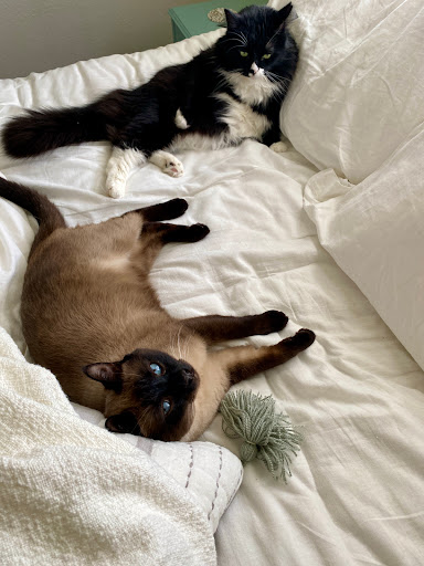 Pet Supply Store «PetSmart», reviews and photos, 36395 Euclid Ave, Willoughby, OH 44094, USA