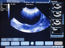 KA Dog Ultrasound Scanning Service