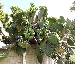 Pantheon Capultitlán photo