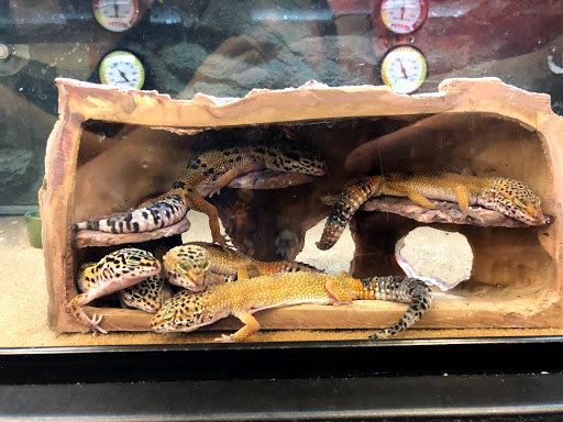 Pet Supply Store «Petco Animal Supplies», reviews and photos, 3194 FM407, Highland Village, TX 75077, USA