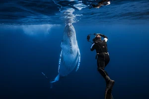Centre de plongée sous-marine REUNION DIVING - Nage avec les dauphins et les baleines image
