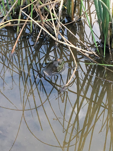 Park «Scioto Audubon Metro Park.», reviews and photos, 400 W Whittier St, Columbus, OH 43215, USA