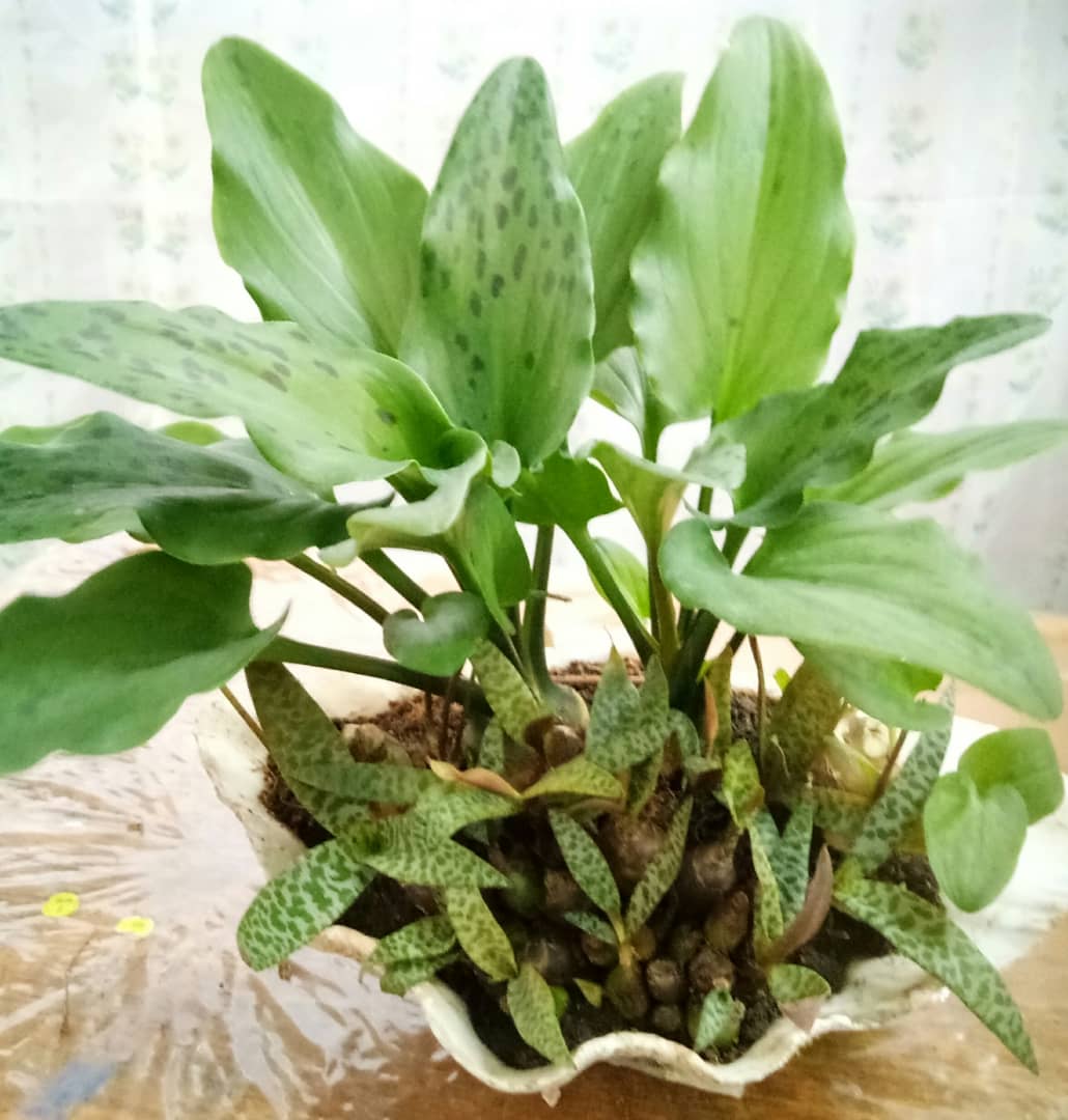 Mekar Flora Nursery (USJ) di bandar Subang Jaya