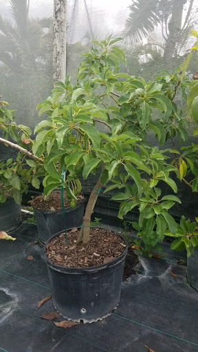 Landscape Designer «Santa Barbara Nursery», reviews and photos, 20425 SW 177th Ave, Miami, FL 33187, USA