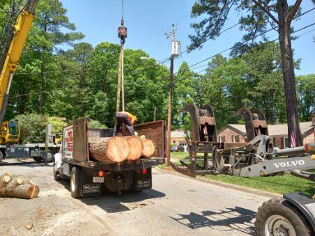 Walt's Tree & Stump Removal