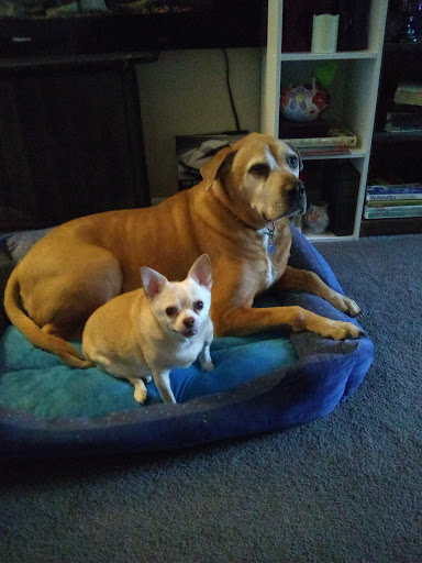 Pet Supply Store «PetSmart», reviews and photos, 5050 SE 14th St, Des Moines, IA 50320, USA