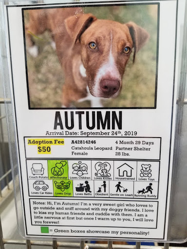 Animal Protection Organization «Greenville Humane Society», reviews and photos