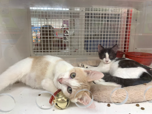 Pet Supply Store «Petco Animal Supplies», reviews and photos, 12014 SW 88th St, Miami, FL 33186, USA