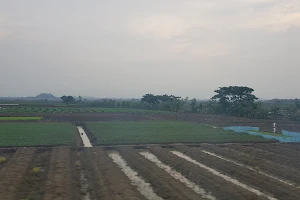 Sawah Gandarusa Desa Temukerep image