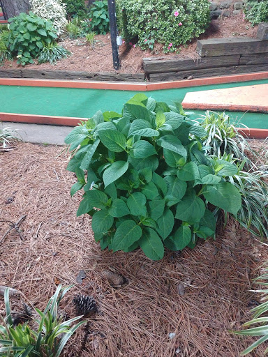 Amusement Park «Golf and Games Family Park», reviews and photos, 5484 Summer Ave, Memphis, TN 38134, USA