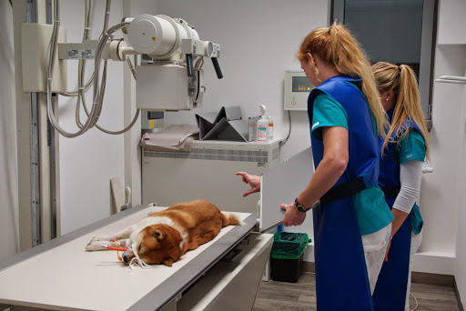 Center for Small Animal Medicine Munich unter Munich, Bayern