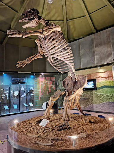 Museo de Paleontología 