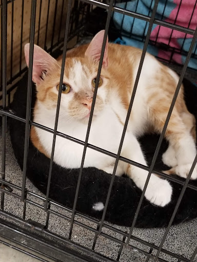 Pet Store «Petland Plano», reviews and photos, 1301 Custer Rd #405, Plano, TX 75075, USA