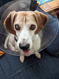 Airport Pet Emergency Clinic - Photo 4 - Car repair in Blountville, TN, Kingsport