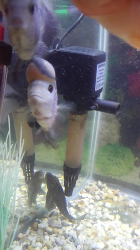 Tropical Fish Store «Xtreme Fish & Pets», reviews and photos, 11415 Bellaire Blvd # A, Houston, TX 77072, USA