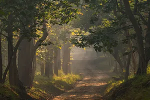 Kishanpur Wildlife Sanctuary image