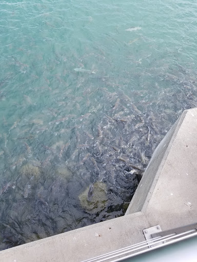 Marina «Fort Pierce City Marina», reviews and photos, 1 Avenue A, Fort Pierce, FL 34950, USA