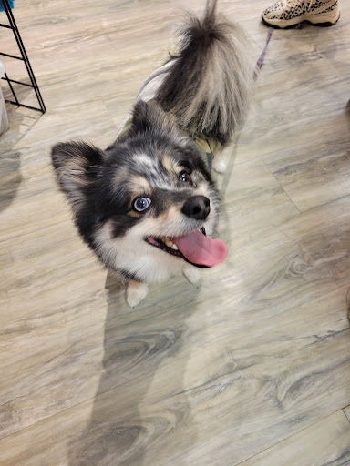 Pet Supply Store «USA Dog Shop», reviews and photos, 549 NY-17, Tuxedo Park, NY 10987, USA