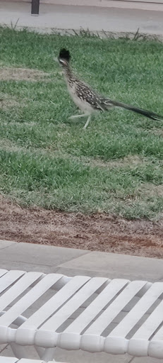 Country Club «Mission Lakes Country Club», reviews and photos