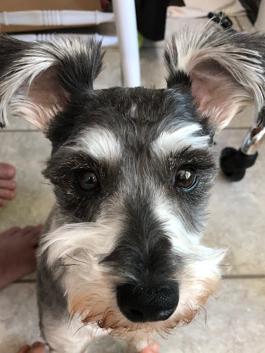 Pet Supply Store «Petco Animal Supplies», reviews and photos, 10235 Indianapolis Blvd, Highland, IN 46322, USA