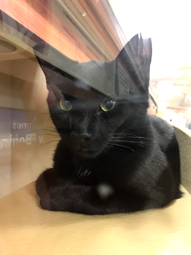 Pet Supply Store «PetSmart», reviews and photos, 10 Hazard Ave, Enfield, CT 06082, USA