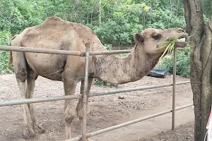 Khao Prathap Chang Open Zoo image