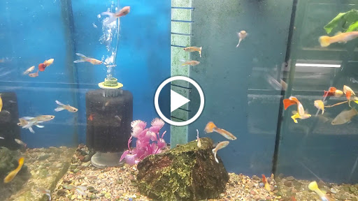 Pet Store «Sierra Fish and Pets», reviews and photos, 601 S Grady Way Suite M, Renton, WA 98057, USA