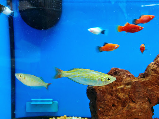 Pet Supply Store «Petco Animal Supplies», reviews and photos, 3270 N Pleasantburg Dr, Greenville, SC 29609, USA