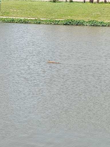 Park «Bachman Lake Park», reviews and photos, 3500 W Northwest Hwy, Dallas, TX 75220, USA