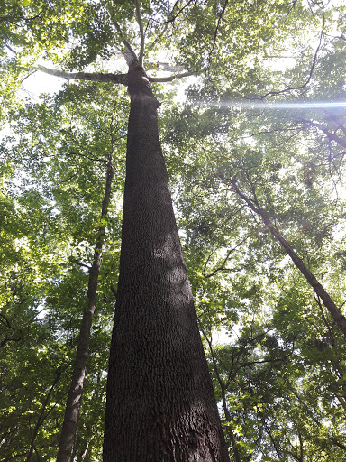 Nature Preserve «Engelmann Woods Natural Area», reviews and photos, 2360 Hwy D, Boles Township, MO 63304, USA