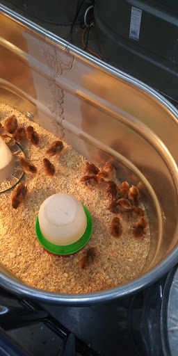 Department Store «Rural King», reviews and photos, 1700 S Green St, Henderson, KY 42420, USA